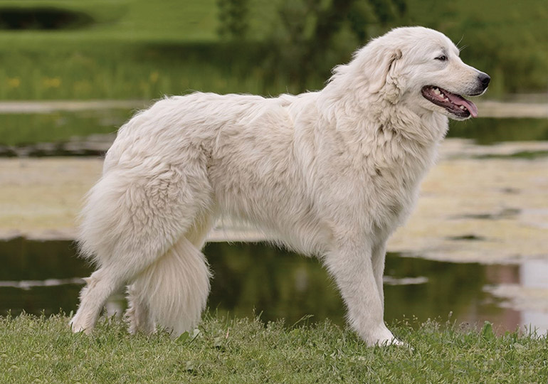 maremma shepherd