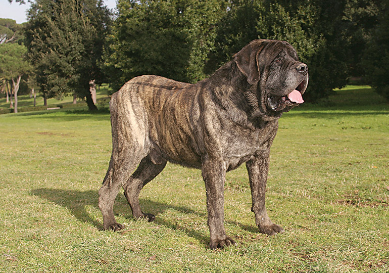 mastiff breeds