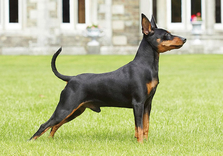 purebred miniature pinscher for sale