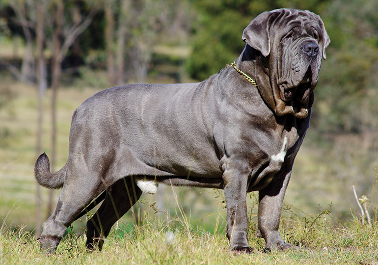 neapolitan mastiff characteristics