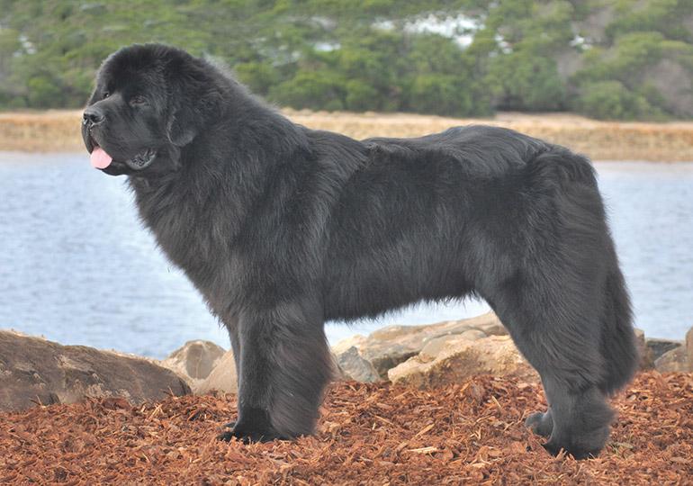 newfoundland dog breeders near me