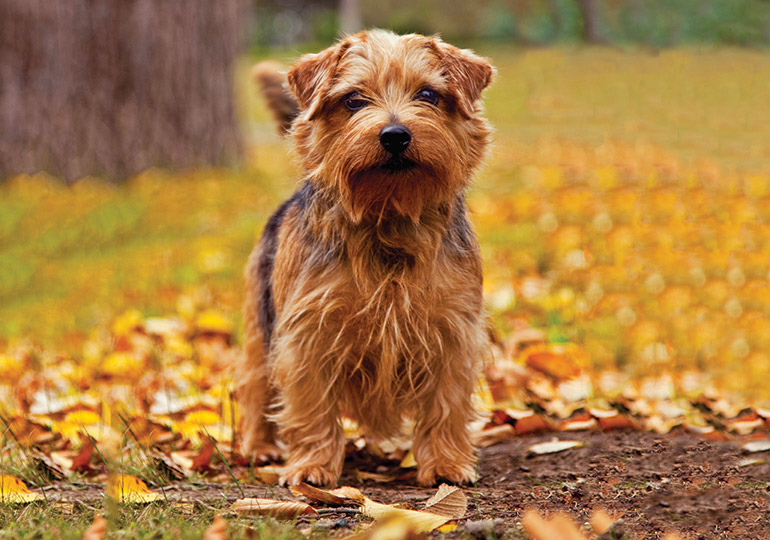 norfolk terrier for sale near me