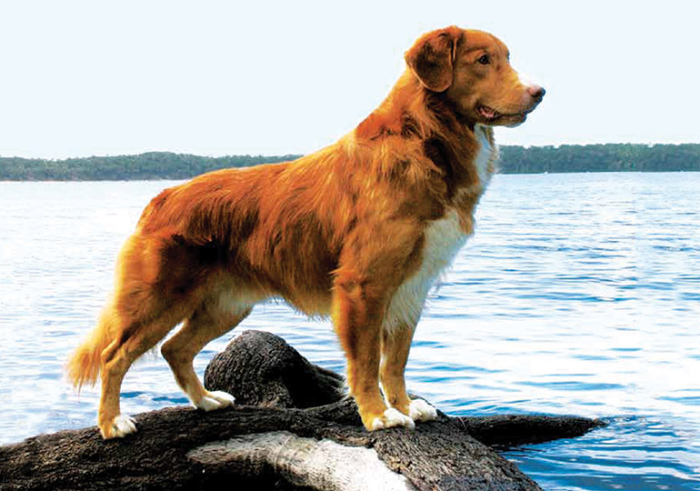 Duck tolling hot sale retriever