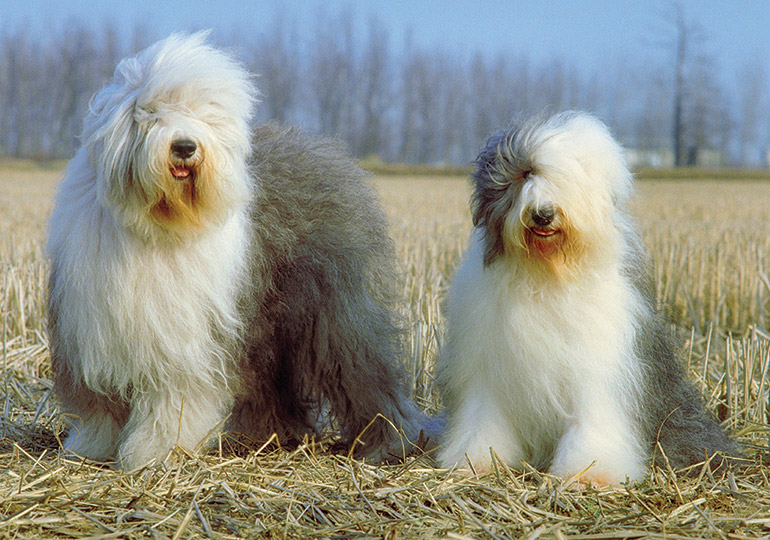 Old English Sheepdog Dog Breed Information