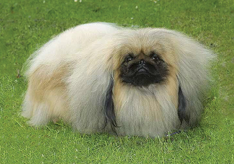 pekingese