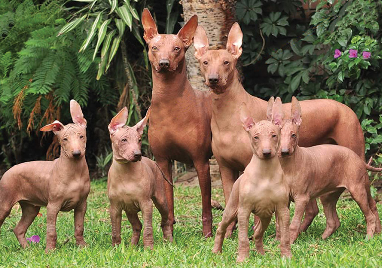 peruvian hairless dog breeders