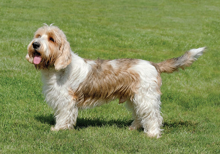 Petit Basset Griffon Vendeen Breeds