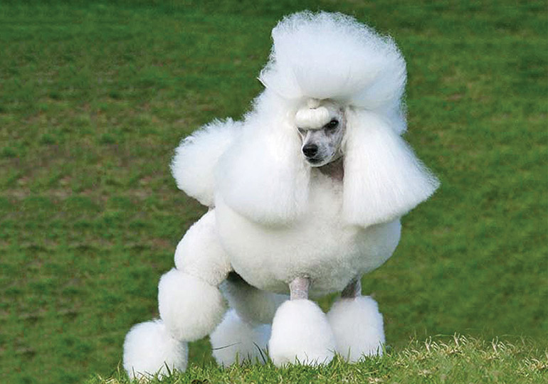 mini poodle breeders