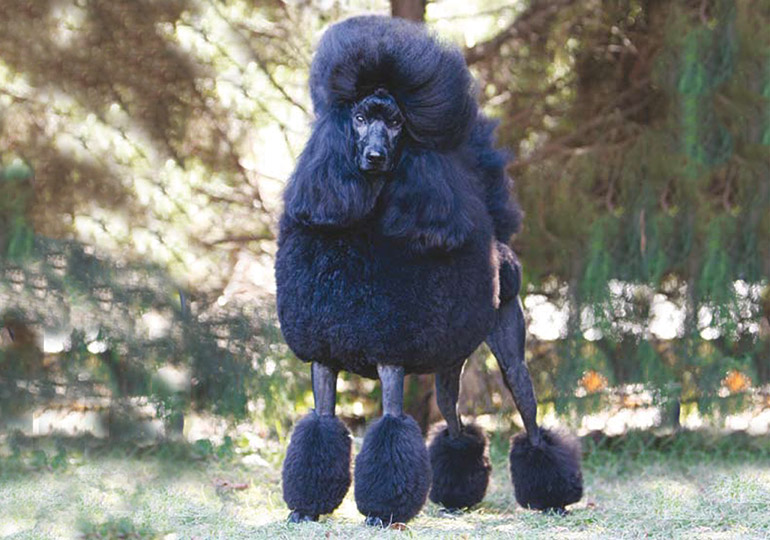 standard poodle