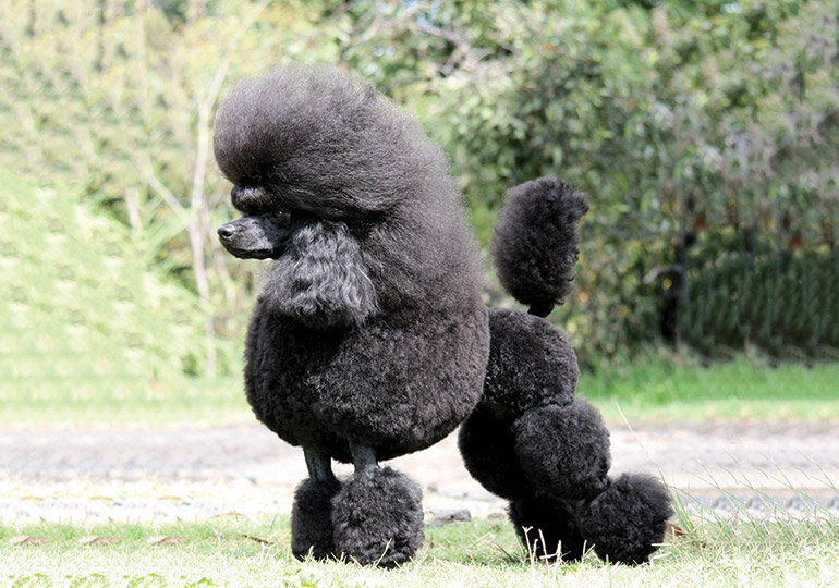 mini poodle breeders