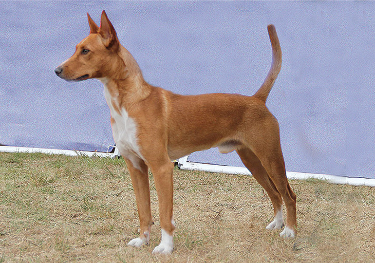 podengo dog