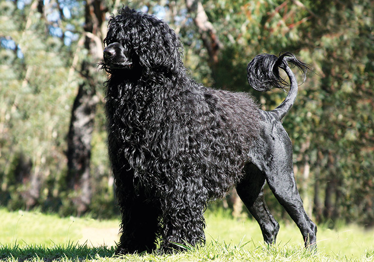 how much portuguese water dog