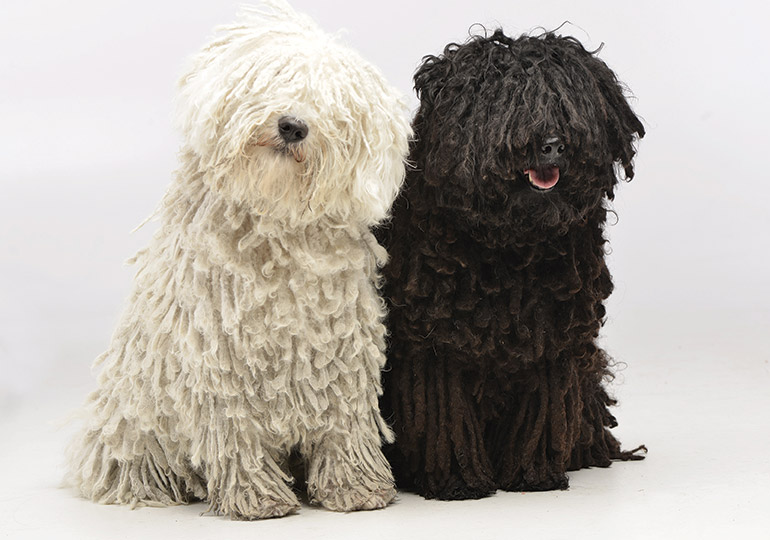 Puli Breeds