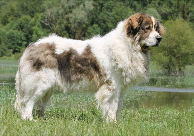 pyrenean mastiff