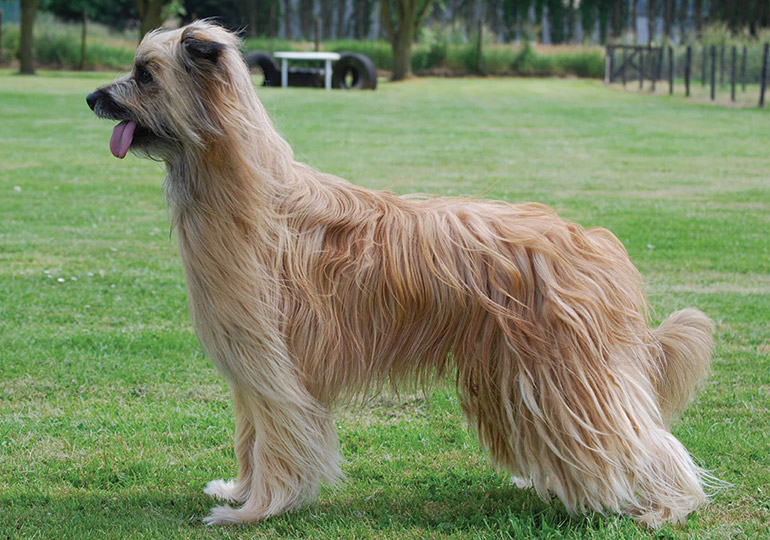 Pyrenean Sheepdog Longhaired Breeds