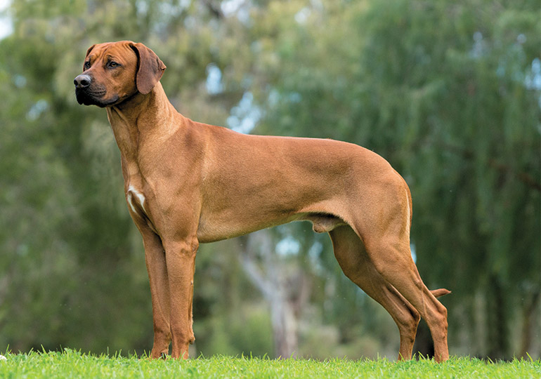 ridgeback rodesiano