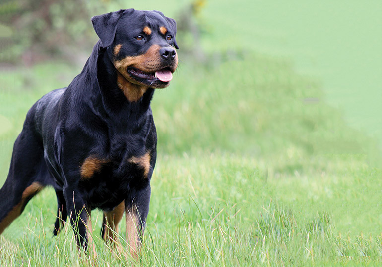 Rottweiler