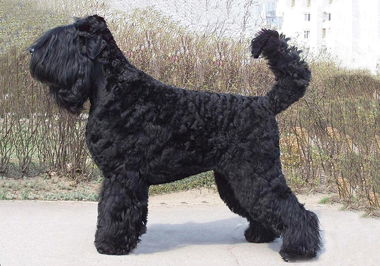 et eller andet sted udkast Symphony Russian Black Terrier Breeds