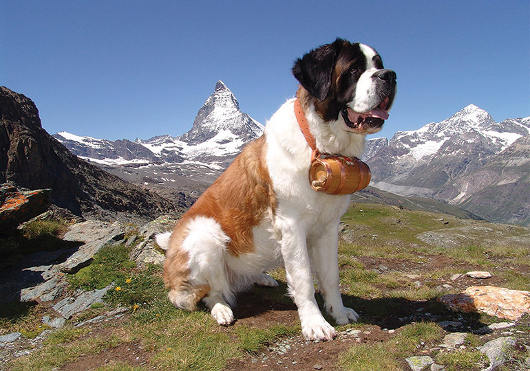 about st bernard dog