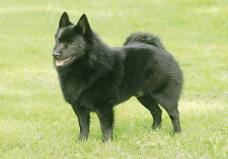 Schipperke Breeds