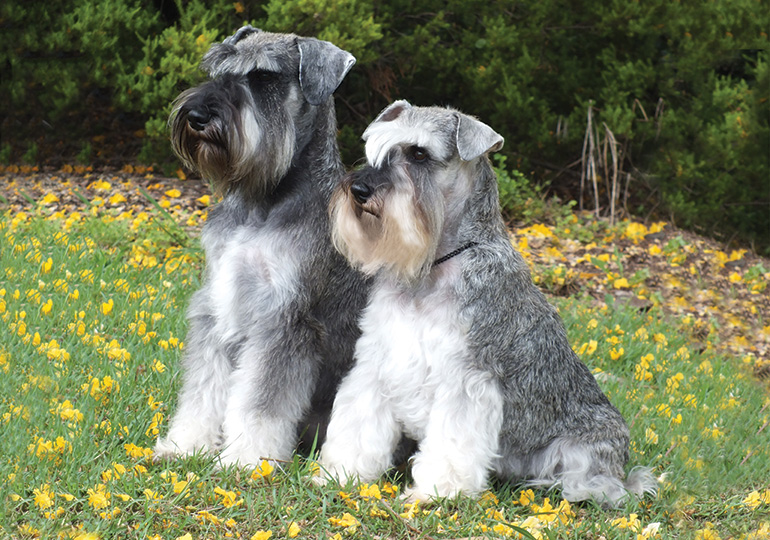 what dog group is the schnauzer in