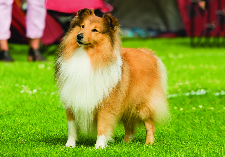 owning a sheltie