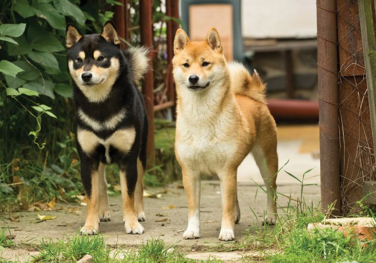 shiba inu au