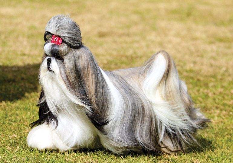 Shih Tzu Breeds