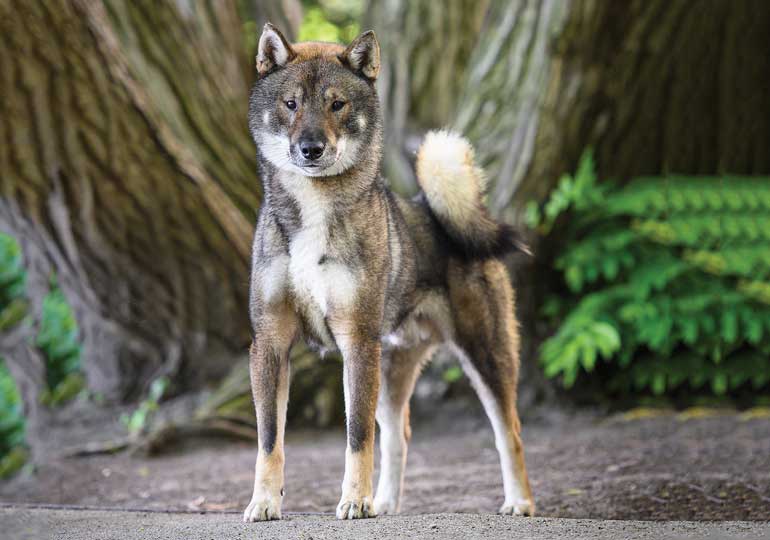 what is the shikoku dog