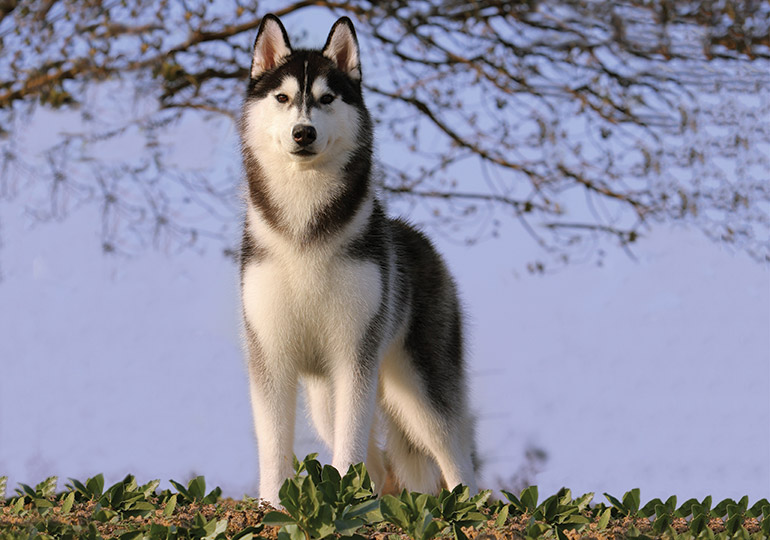 reputable husky breeders