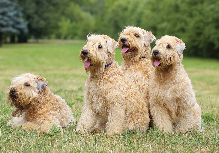 wheatland terrier puppy