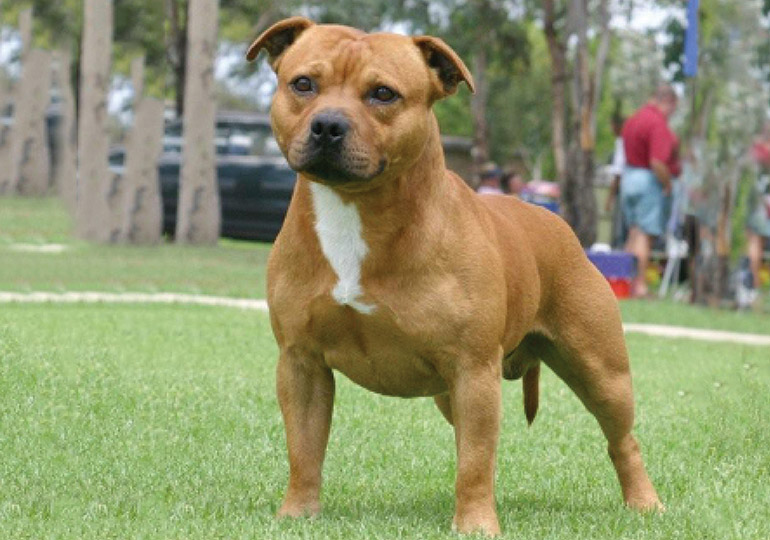 english staffy red