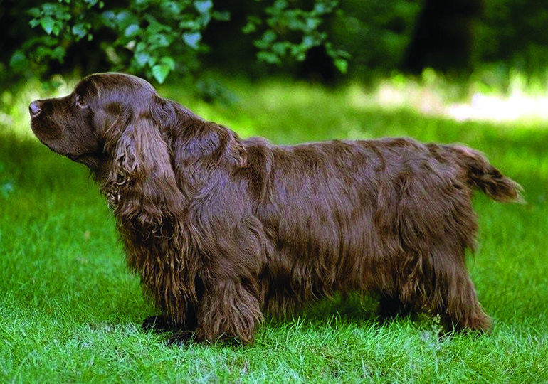 sussex spaniel