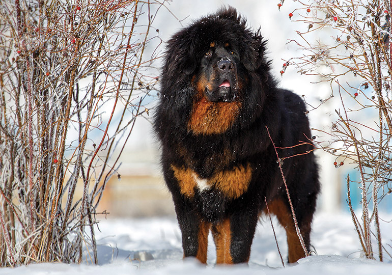 panda tibetan mastiff