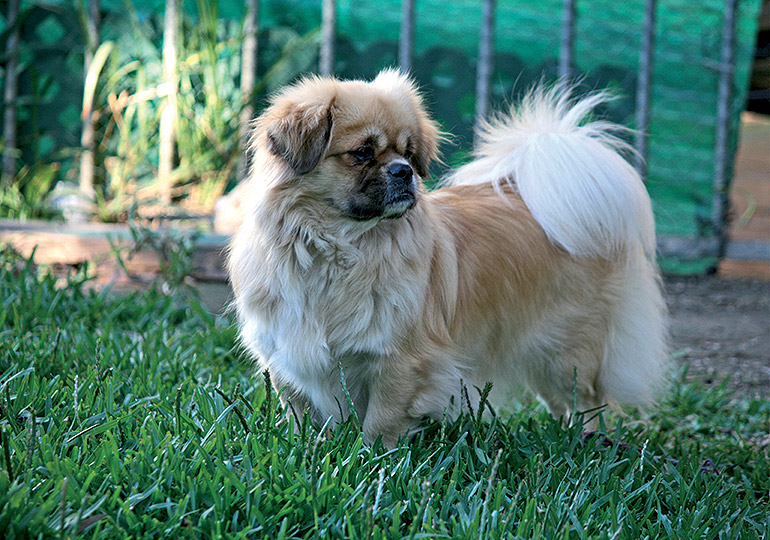 are tibetan spaniel aggressive