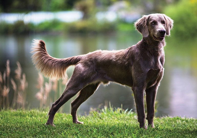 long haired weimaraner