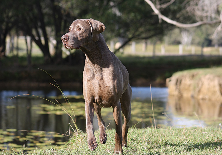 working weimaraner