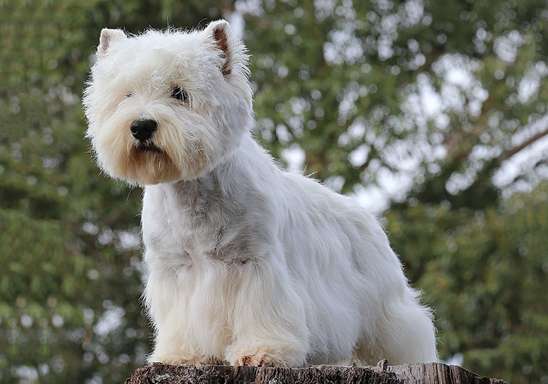 westie breeder near me