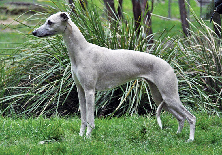 a dog breed called whippet