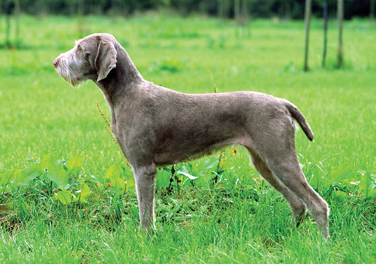 wire haired weimaraner