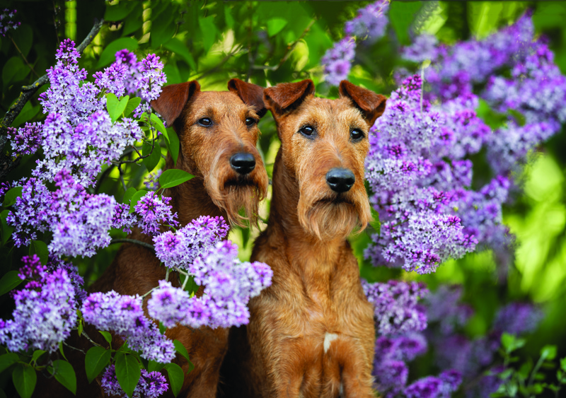 shutterstock_1748091563 edited
