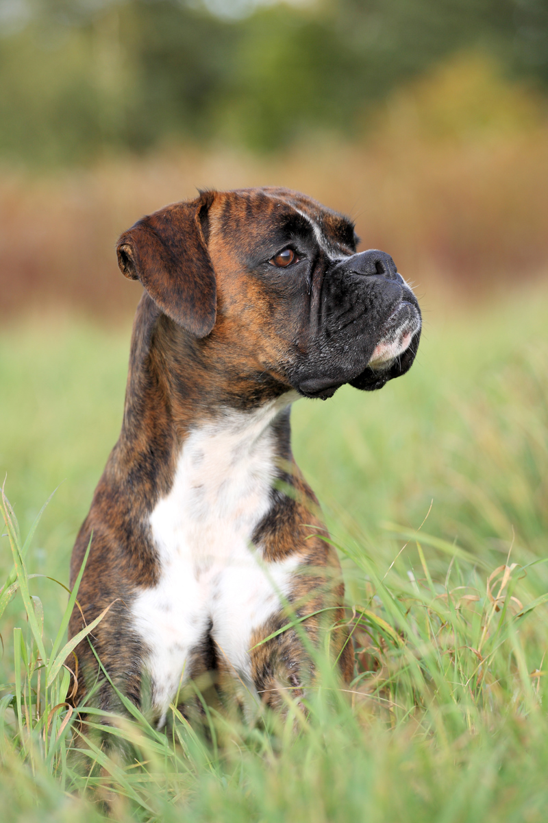 Boxer. shutterstock_116648593
