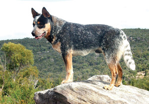 australian_cattle_dog