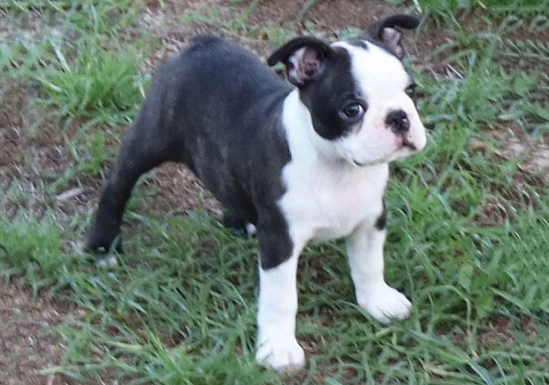 Breeder Gallery Large Image