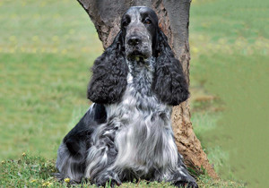 cocker_spaniel
