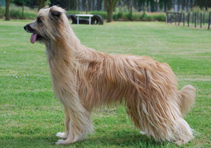 pyrenean_sheepdog_longhaired