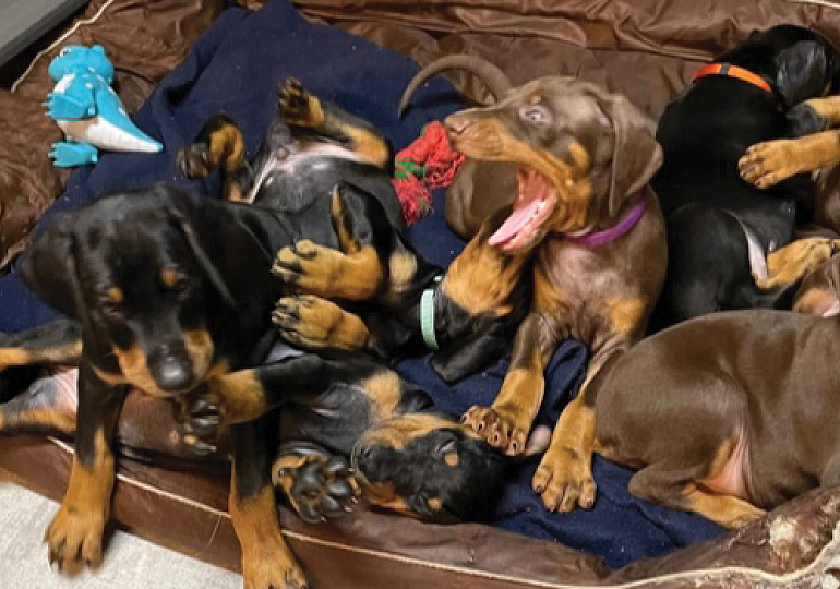 Breeder Gallery Large Image