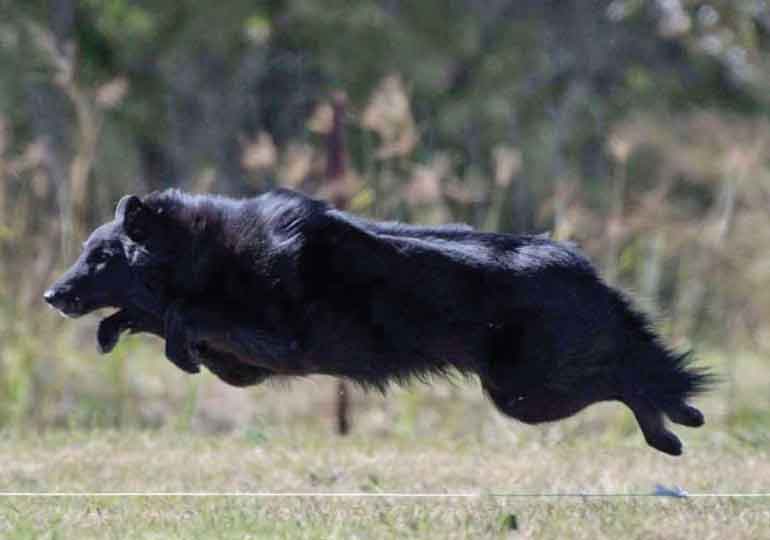 Breeder Gallery Large Image