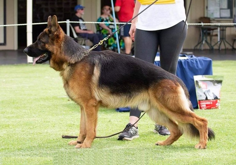 Breeder Gallery Large Image