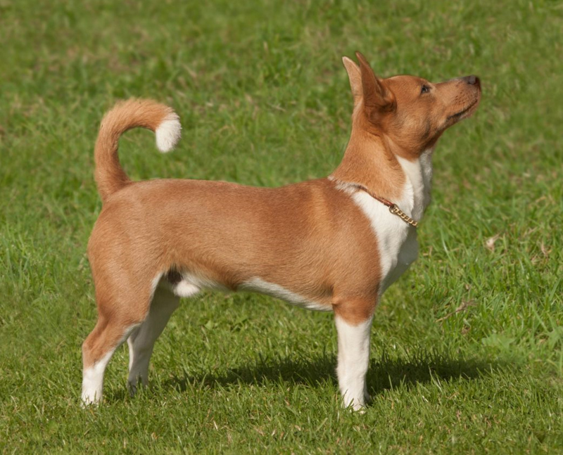 Portuguese Podengo small